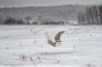 413 - SNOWY OWL 20 - FRESCURA GIOVANNI - italy